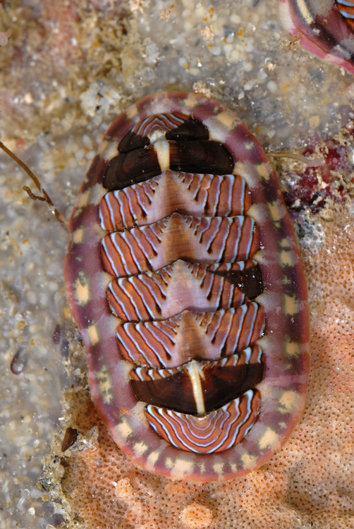 Tonicella lineata